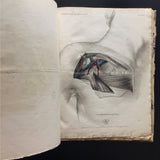 c.1830-60 Collection of Anatomical Plates, Journal des Connaissances Médico-Chirurgicale
