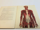 1915 Dutch Anatomy Book with Moveable Models, The human body