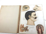c.1890 Dutch Anatomy Book with Moveable , The Brain and the Senses of Man