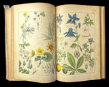 c.1870 Histoire Naturelle Illustrée Végétaux