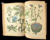 c.1870 Histoire Naturelle Illustrée Végétaux