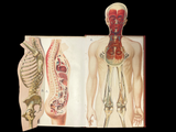 c.1900 Livre d'Or de la Santé [Anatomy/Medicine] 3 Volume Set